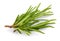 Fresh Rosemary Herb bunch. Gardening farming fragrant herb