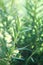 Fresh Rosemary Herb grow outdoor. Close up rosemary leaves. Fresh organic nature healthy flavoring plants. Ingredients for food.