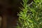 Fresh Rosemary Herb grow outdoor. Rosemary leaves Close-up