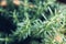 Fresh Rosemary Herb grow outdoor. Rosemary leaves Close-up