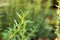 Fresh Rosemary Herb grow outdoor. Rosemary leaves Close-up