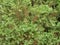 Fresh Rosemary Herb grow outdoor. Rosemary leaves Close-up .