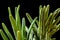 Fresh Rosemary Herb. Organic rosemary plants macro with a shallow depth of field.