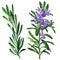 Fresh rosemary herb and spice branch, plant with flowers isolated, hand drawn watercolor illustration on white