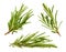 Fresh Rosemary Herbs set. Gardening farming fragrant herb