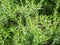 Fresh rosemary organic herb grow outdoor close up