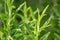 Fresh rosemary plant with dew drops. Rosmarinus officinalis
