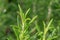 Fresh rosemary plant with dew drops. Rosmarinus officinalis