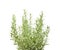 Fresh Rosemary shrub, Salvia rosmarinus leaves isolated on white background with clipping path