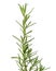 Fresh Rosemary shrub, Salvia rosmarinus leaves isolated on white background with clipping path