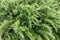 Fresh rosemary shrubs in garden. Green herb bushes grow outdoor.