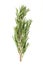 Fresh rosemary sprig, a branch of Salvia rosmarinus, from above