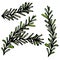 Fresh Rosemary Sprigs With Leaves. Food and Spice Vector Illustration