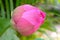Fresh Roseum plenum or Double red lotus