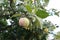 Fresh and rotten quince fruits on a tree. Branches filled with false apple fruit.