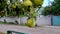 Fresh and rotten quince fruits on a tree. Branches filled with false apple fruit.