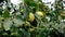 Fresh and rotten quince fruits on a tree. Branches filled with false apple fruit.