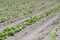 Fresh Rows Of Bean Crops Outside In Midwest, United States