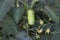 Fresh rows Green oval tomatoes on a branch in a greenhouse. An immature long stem home grown tomato grows on a vine in a