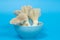 Fresh royal oyster mushrooms for cooking vegetarian foods with a large amount of protein