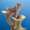 Fresh royal oyster mushrooms for cooking vegetarian foods with a large amount of protein