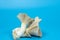 Fresh royal oyster mushrooms for cooking vegetarian foods with a large amount of protein