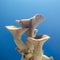 Fresh royal oyster mushrooms for cooking vegetarian foods with a large amount of protein