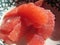 Fresh Ruby Red Grapefruit Segments