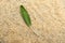 Fresh sage leaf on a background of rice cereals.