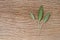 Fresh sage leaf on rustic wooden background. Sage Benefits Anti-inflammatory