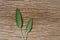 Fresh sage leaf on rustic wooden background. Sage Benefits Anti-inflammatory