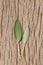 Fresh sage leaf on rustic wooden background. Sage Benefits Anti-inflammatory