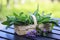 Fresh Sage leafs and flowers in a basket