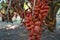 Fresh Salacca zalacca or Salak fruits in the Salak tree garden fruits. Thai fruits