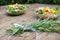 Fresh salad with with bunch rosemary