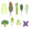 Fresh salad greens and leaves set, vegetarian healthy aromatic herbs and leafy vegetables for cooking vector