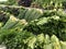 Fresh salad greens organic vegetables on shelves in supermarket