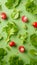 Fresh salad ingredients floating arugula, lettuce, radish, tomato on green background