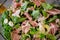 Fresh salad with lamb lettuce, avocado and prosciutto