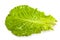 Fresh salad leaf