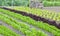 Fresh salad lettuce, celery growing in an allotment