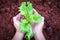 Fresh salad lettuce close up in farmer hands in organic fa