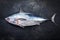 Fresh saltwater bonito on a black rustic background