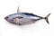 Fresh saltwater bonito offered as top view on white background