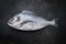Fresh saltwater gilthead seabream on a black rustic background