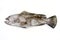 Fresh saltwater white grouper on white background