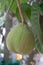 Fresh santol