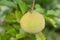 Fresh santol fruit on tree