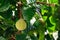 Fresh santol Sandoricum koetjape tropical fruit on the tree in garden.
