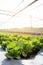 Fresh sapling of greenâ€‹ oak or red oak romaine lettuce organic farm in plantation